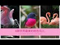 世界之最 | Top6那些绝美的粉色鸟儿Top 6 most beautiful pink bird