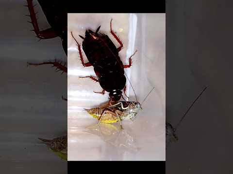 Таракан vs кузнечик (голодный таракан атакует) #insects