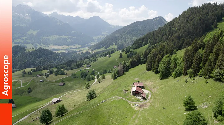 Virtual Fencing tested in Dairy Cows