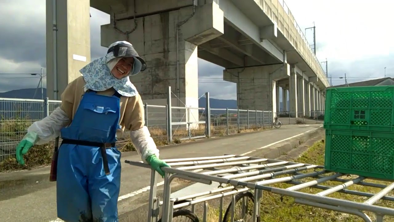 harvesting broccoli in japan(しょうかく ) YouTube