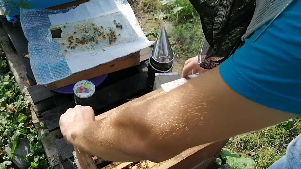 Jak zimowac słabe rodziny, odkłady i matki zapasowe podczas silnej zimy i mrozów