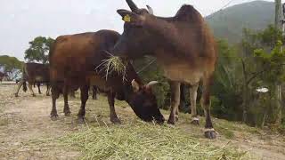 Bovins Au Pâturage Sérénité Dans La Prairie Belge