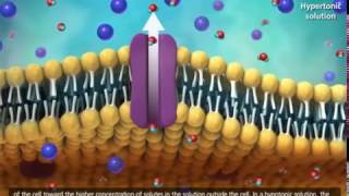Membrane Transport in Cells Symport, Antiport, Cotransport Animation