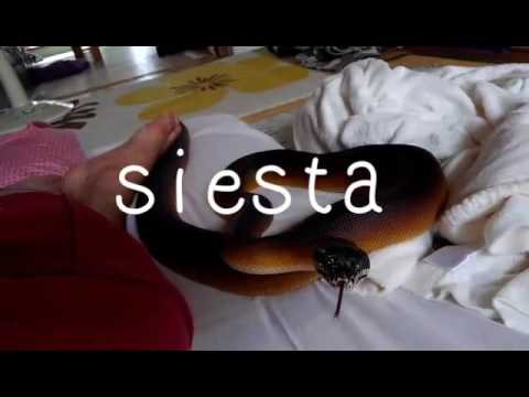 bothrochilus (leiopython) albertisii 昼寝　leiopython albertisii