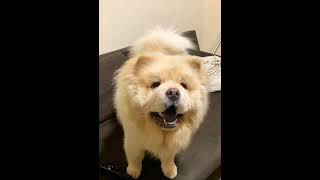 Chow chow barking