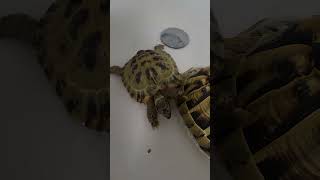 Olaf am Baden 💚 | 🐢 Viking Turtle Olaf #shorts