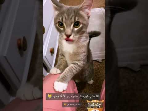 قطتك ما تكتشف انك بتاكل من وراها