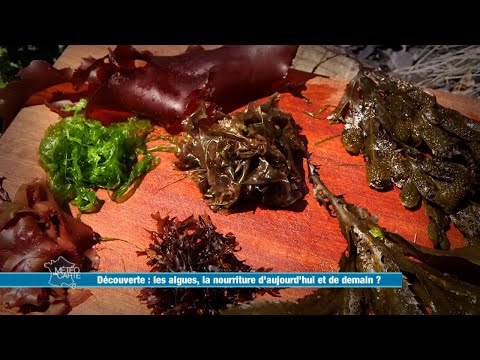 Vidéo: La Composition Chimique Complète Du Varech (algue)