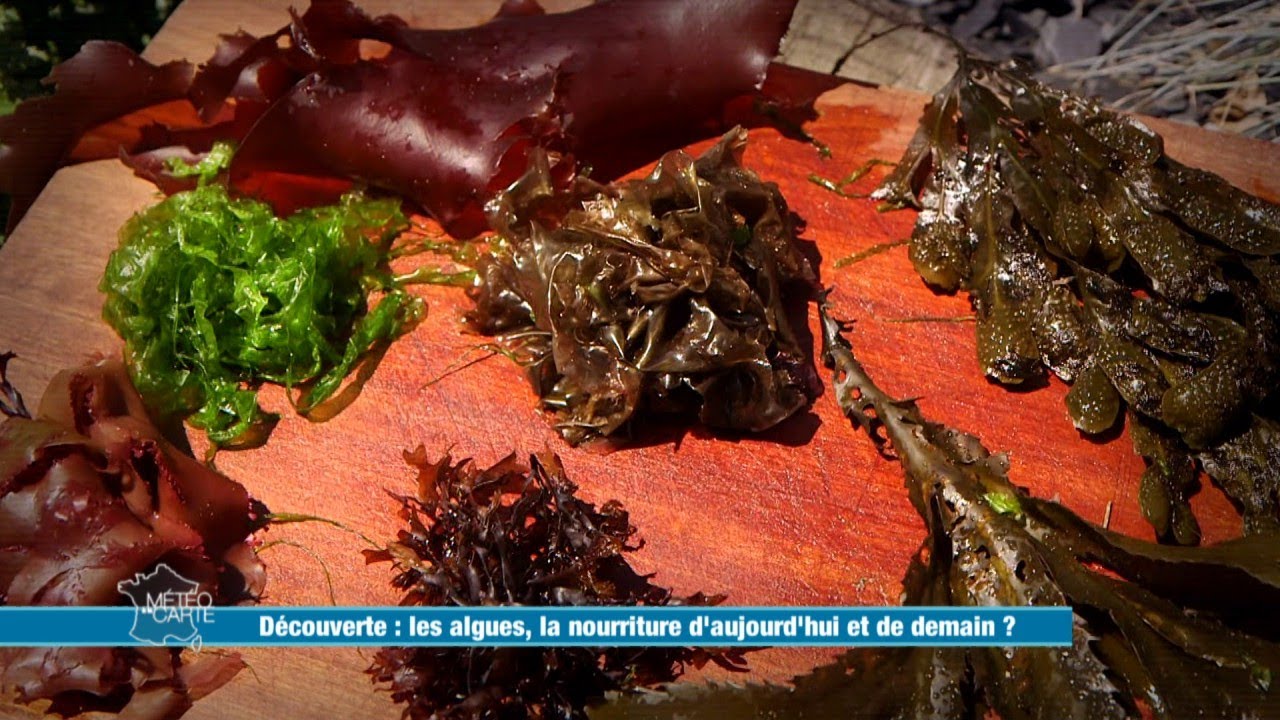 Les algues, la nourriture d'aujourd'hui et de demain ?  - Météo à la carte