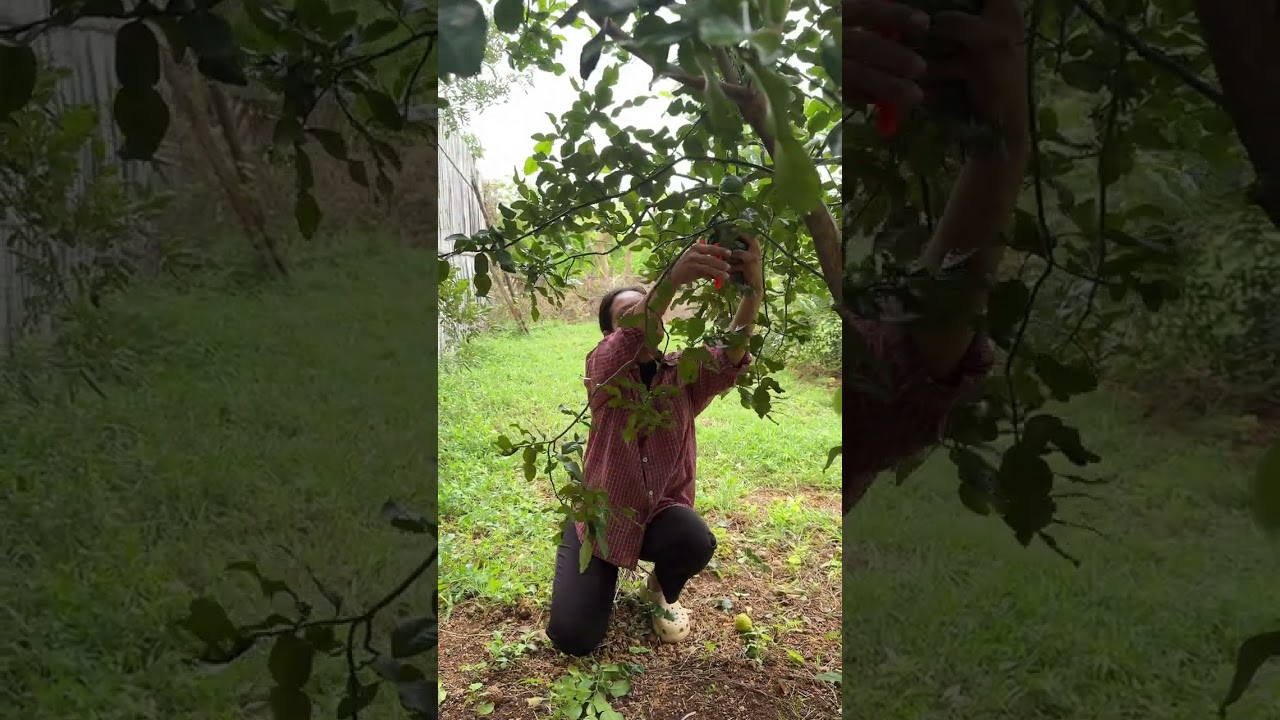 បេះបន្លែផ្លែឈើនៅជំវិញផ្ទះទុកឲ្យម៉ែលក់នៅផ្សា Chhom Sreypach