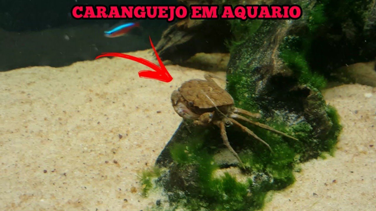 Caranguejo em aquário da certo? YouTube Caranguejo em aquário da certo? YouTube