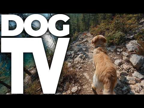 Virtual Dog Walk | Calming Dog TV with Relaxing Music | Nature Walk Experience for Dogs
