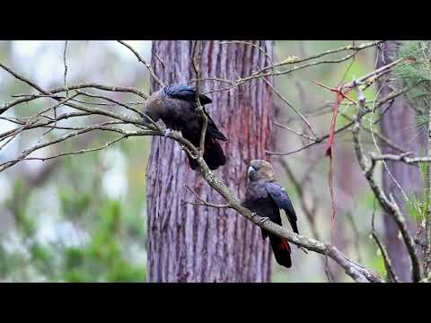 Glossy Black Cockatoos (Calyptorhynchus lathami)