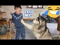 Hilarious Baby Trying To Teach Stubborn Husky Basic Commands!! [FUNNIEST REACTION]