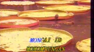 Sabahan Song: Mansau Ansau