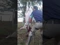 Skinning A Lamb 