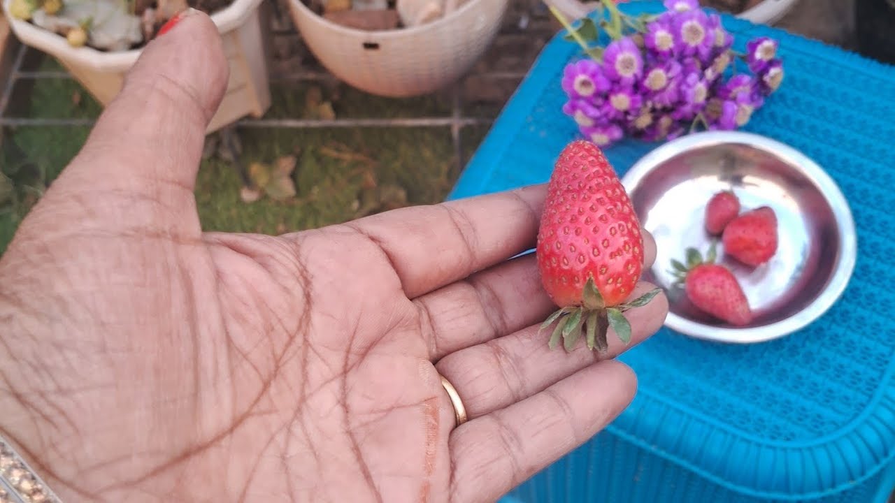 Winter  season  ka speceial  fruits  strawberry 🍓  plant  care tips 