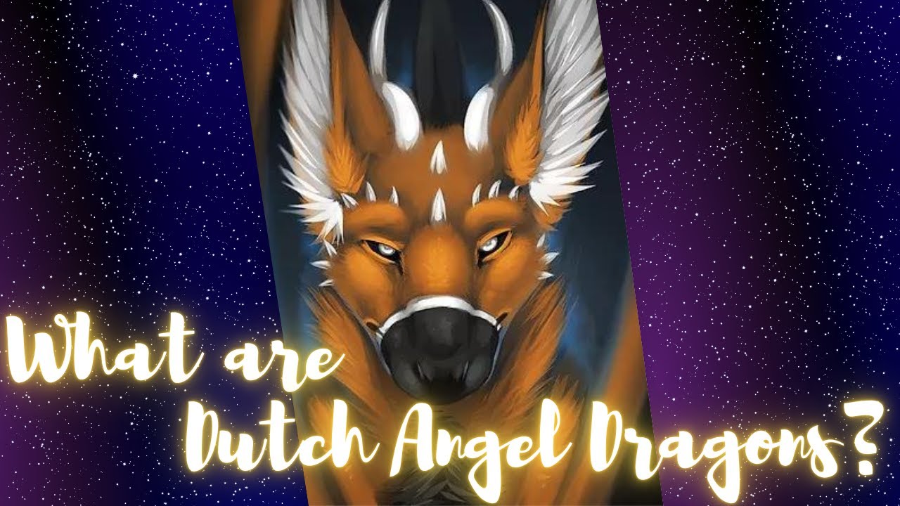 What Are Dutch Angel Dragons? [Original Species]