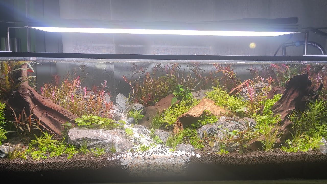 Aquascaping Avec Un Bac à Tortue