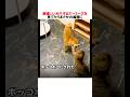 激嬉しい犬がするズーミーズを見てたらまさかの展開にｗｗｗｗｗ