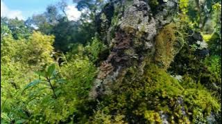 Savana Dandaun, Lombok's Soft Trekking