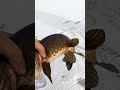 Зимняя рыбалка: как ловить щуку на жерлицы ❄️