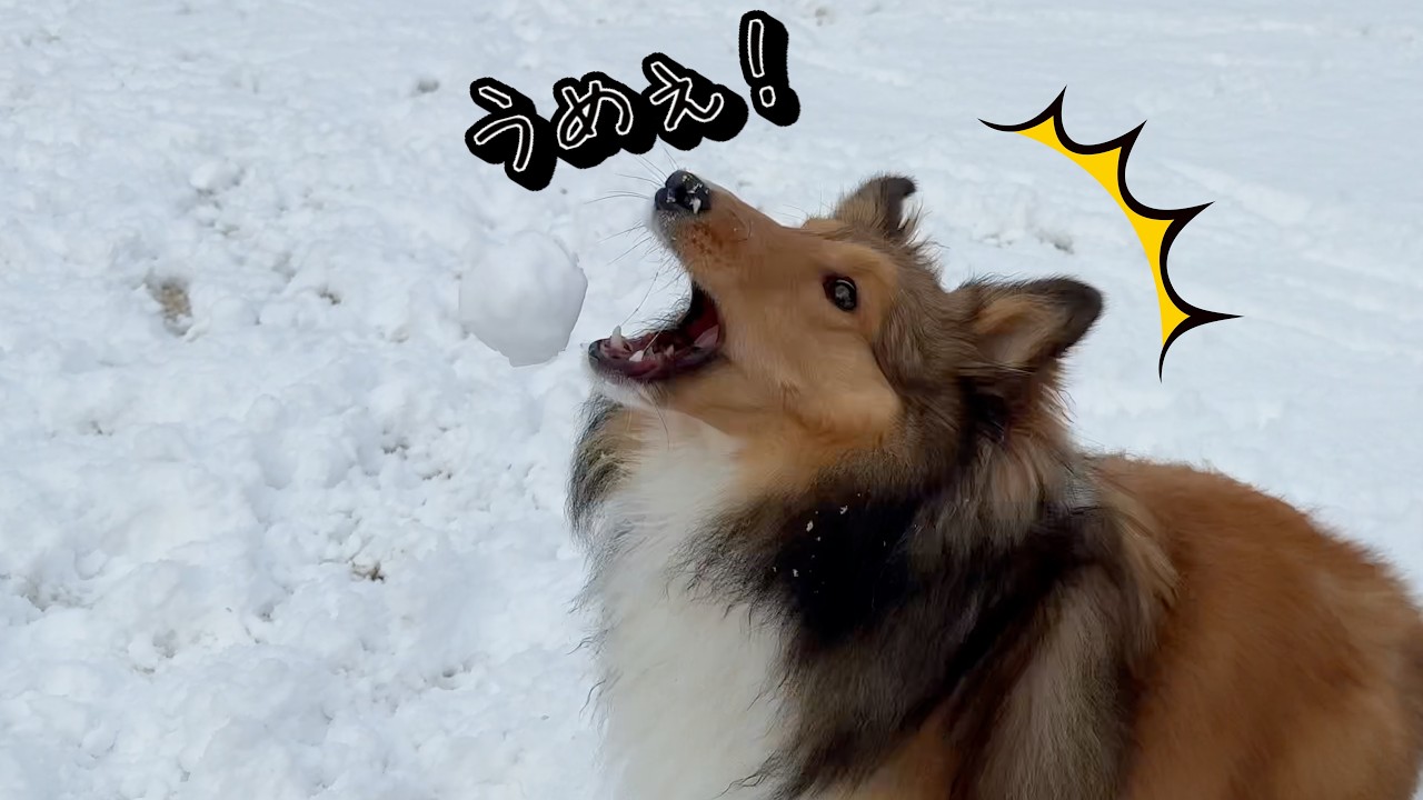 生まれてはじめての雪！そのおいしさに感動するシェルティクレアちゃんw
