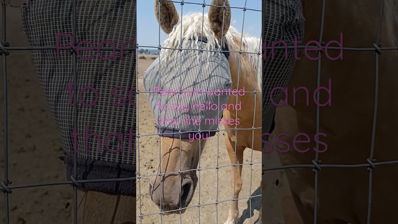 Pearl says hello to Ironwolf 2017 Music, Memes, Animation