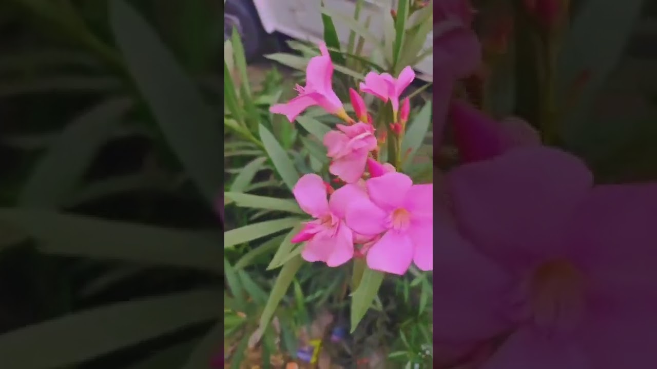 Feel The Vibes ️💞 Nature Video Status Instagram Nature ReelsNature What's app status Cinematic