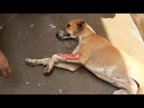 Dog's forearm degloved yet her tail wagged as rescuers arrived (graphic footage).