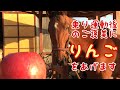 乗り運動後の馬のご褒美にりんごをあげます