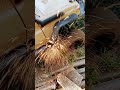 TRAXXAS TRX4, RC scaler, crawler, fights with the dirt