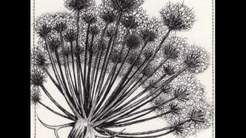 motionfield - optical flow