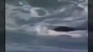 Dale Tu Juventud--Chamariapa