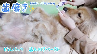 【犬の歯磨き】ビルバック歯みがきペーストで姉妹犬のデンタルケア dog teeth cleaning