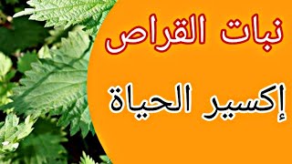 نبات القراص فوائده لا تعد ولا تحصى/د.كريم علي