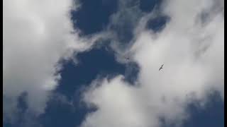 Beautiful Seagull Call.