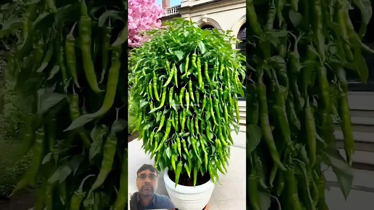 how to agriculture #garden #farming #gardening #food #ytshorts #pepperspray #forageharvest