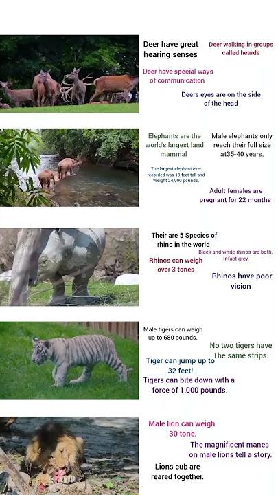 Deer Have A Great Hearing Senses #Anmals #shorts