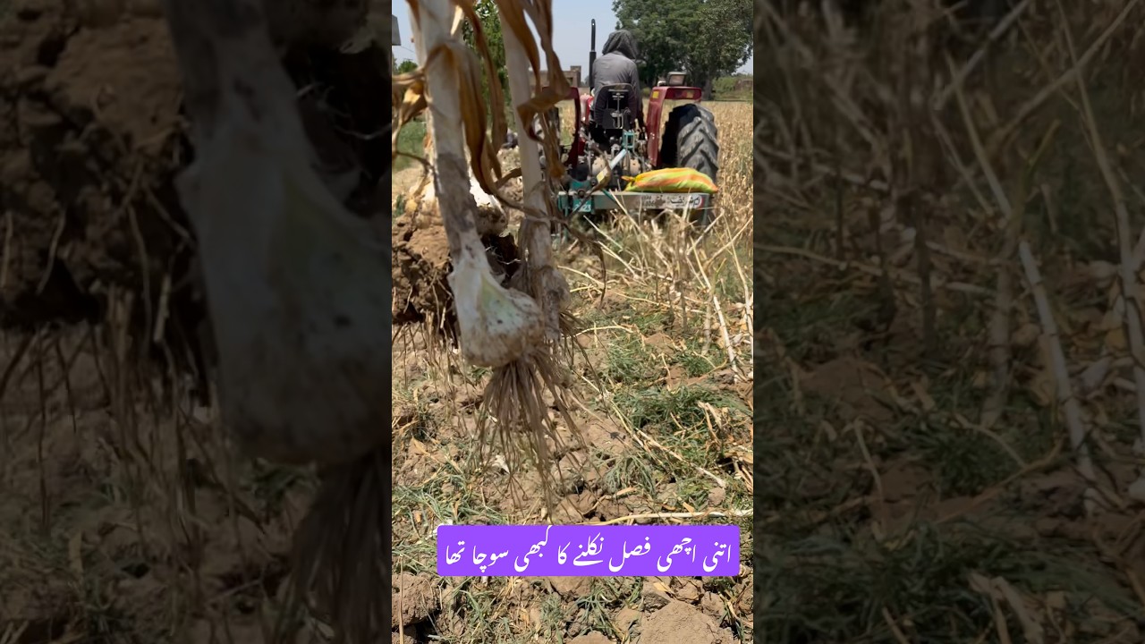 G1 garlic excellent crop | g1 garlic rate