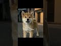 #犬のいる生活 #犬好きさんと繋がりたい #わんこ #おでん #おやじ #屋台 #柴犬