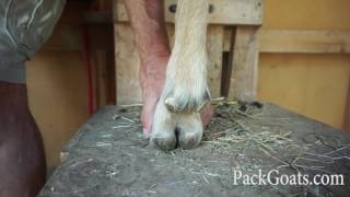 How To Repair Bad Hooves On A Pack Goat