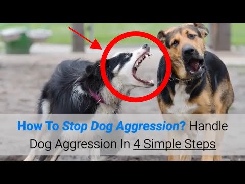 How To Stop Dog Aggression? Handle Dog Aggression In 4 Simple Steps