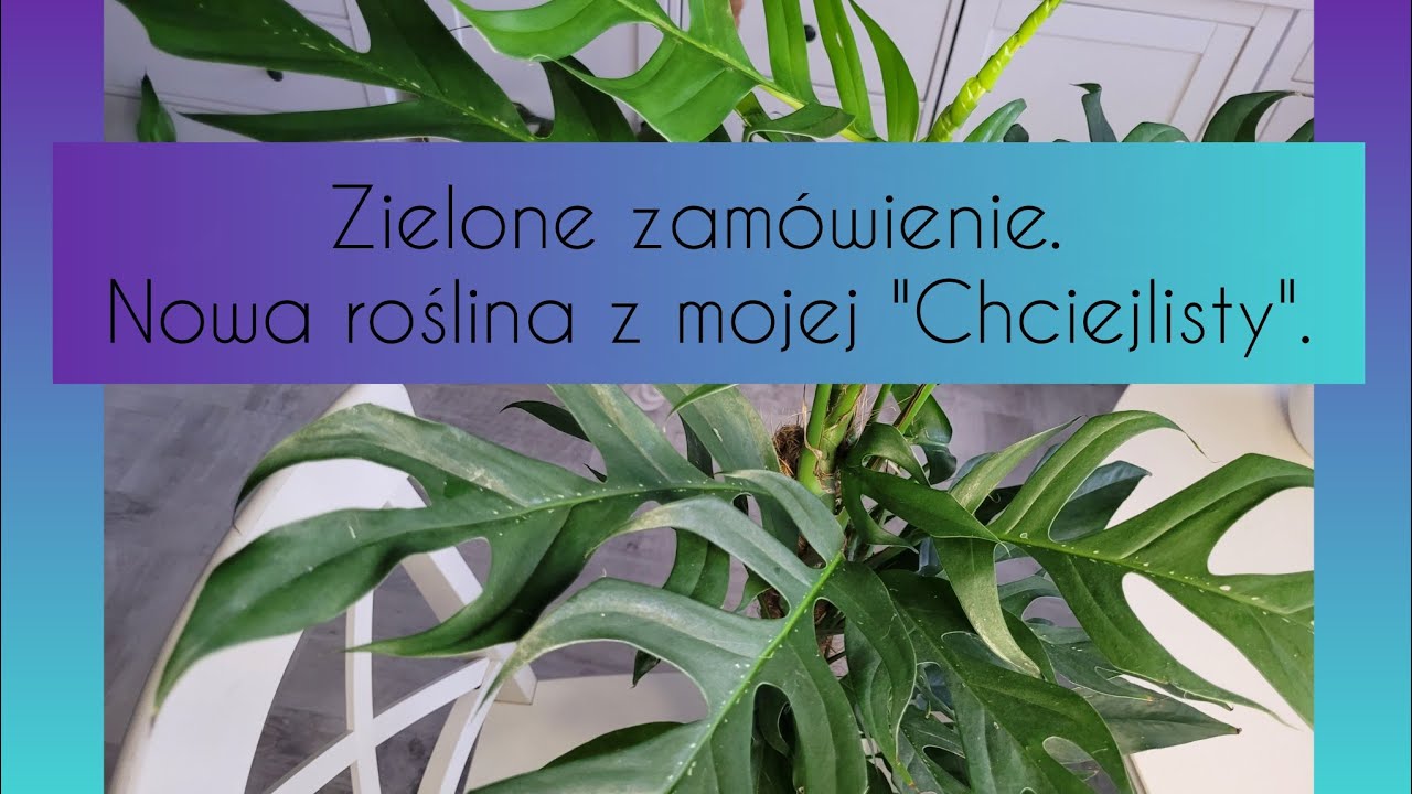 Zielone zamówienie. Roślina z mojej chciejlisty. 10.15.02.