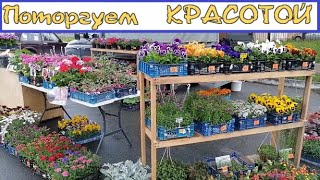 видео: картинка: