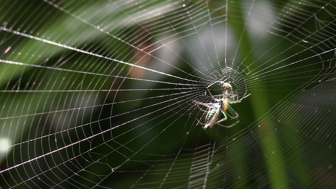 Orchard Spider Catching & Eating Prey in its Amazing  YouTube