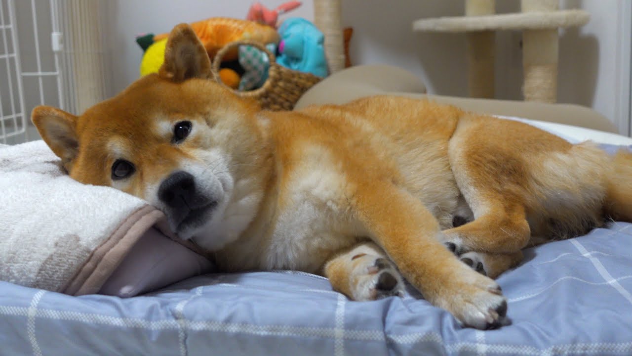 妹の不在で寂しさの限界を迎えた柴犬、大好きなママにこうなる