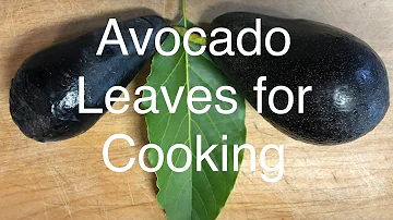 Are avocado leaves poisonous to dogs?