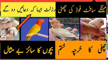 SOFT FOOD FOR budgri JAVA SPARROWS AND LOVE BIRDS  | سستا سافٹ فوڈ اور فائدے اتنے کے اپ حیران