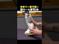 世界で一番可愛い猫ロール寿司2本